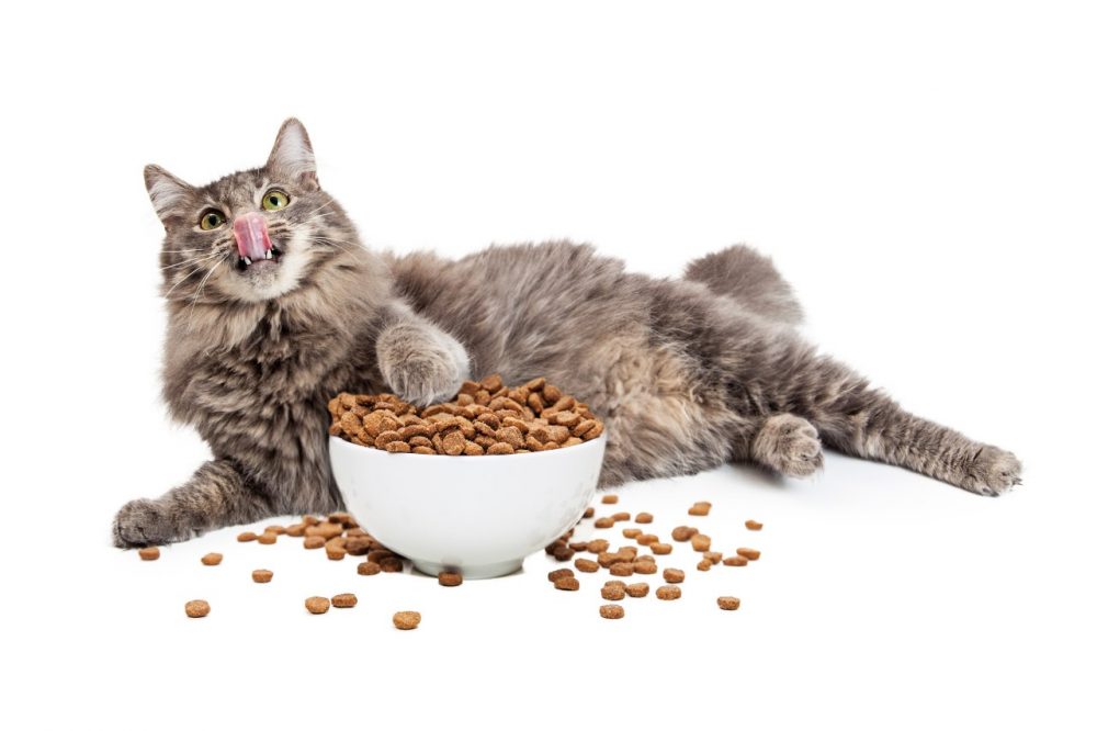 cat eating catfood