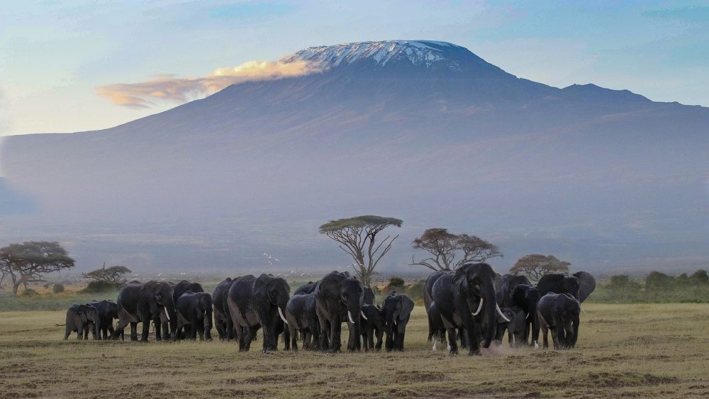 Adventure in Kilimanjaro