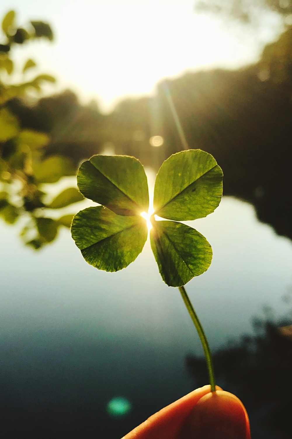 Four leaf clover, good luck symbols