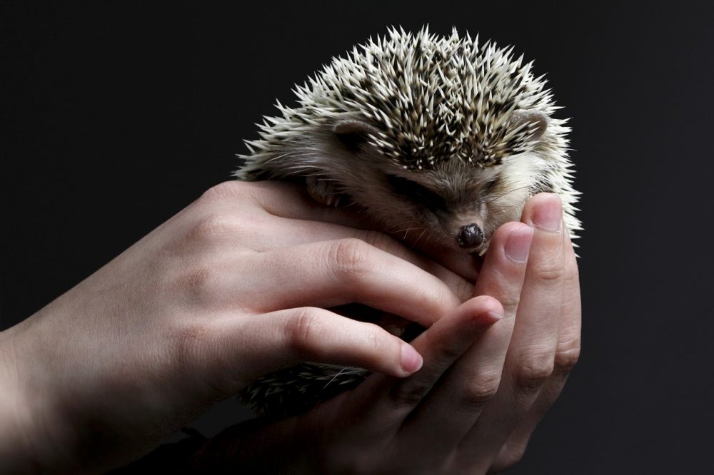 pet care, exotic pets, hedgehog