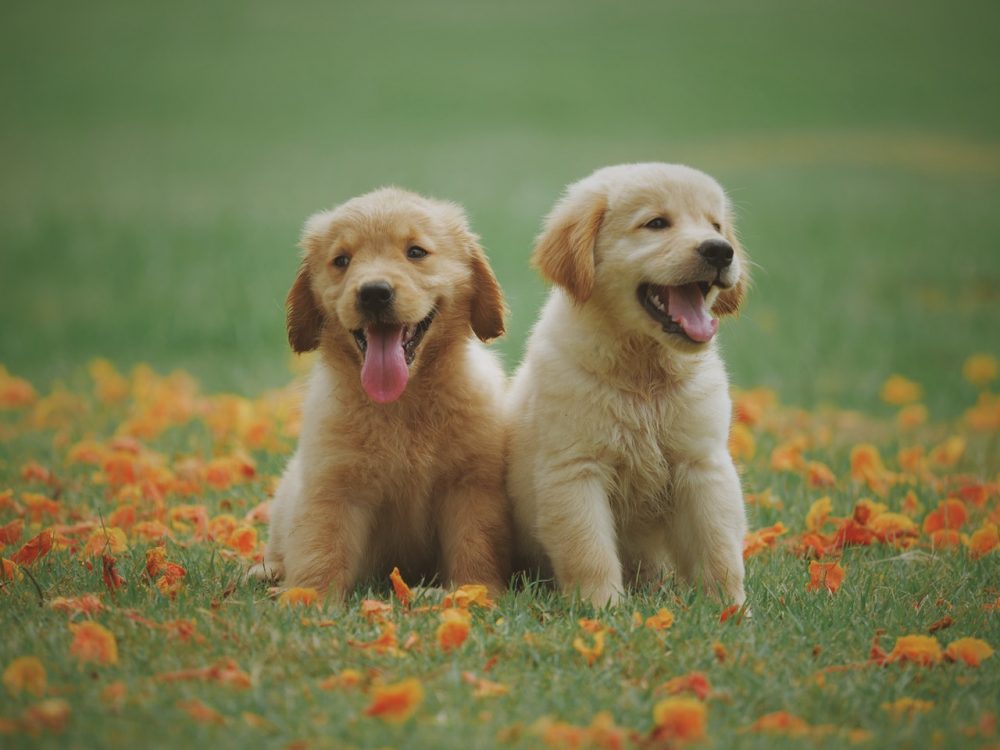 golden puppies, dog name