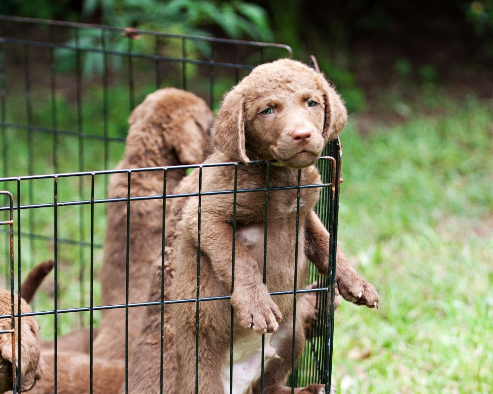 3 Great Benefits of Using a Dog Playpen Plus Multifunctional Ideas
