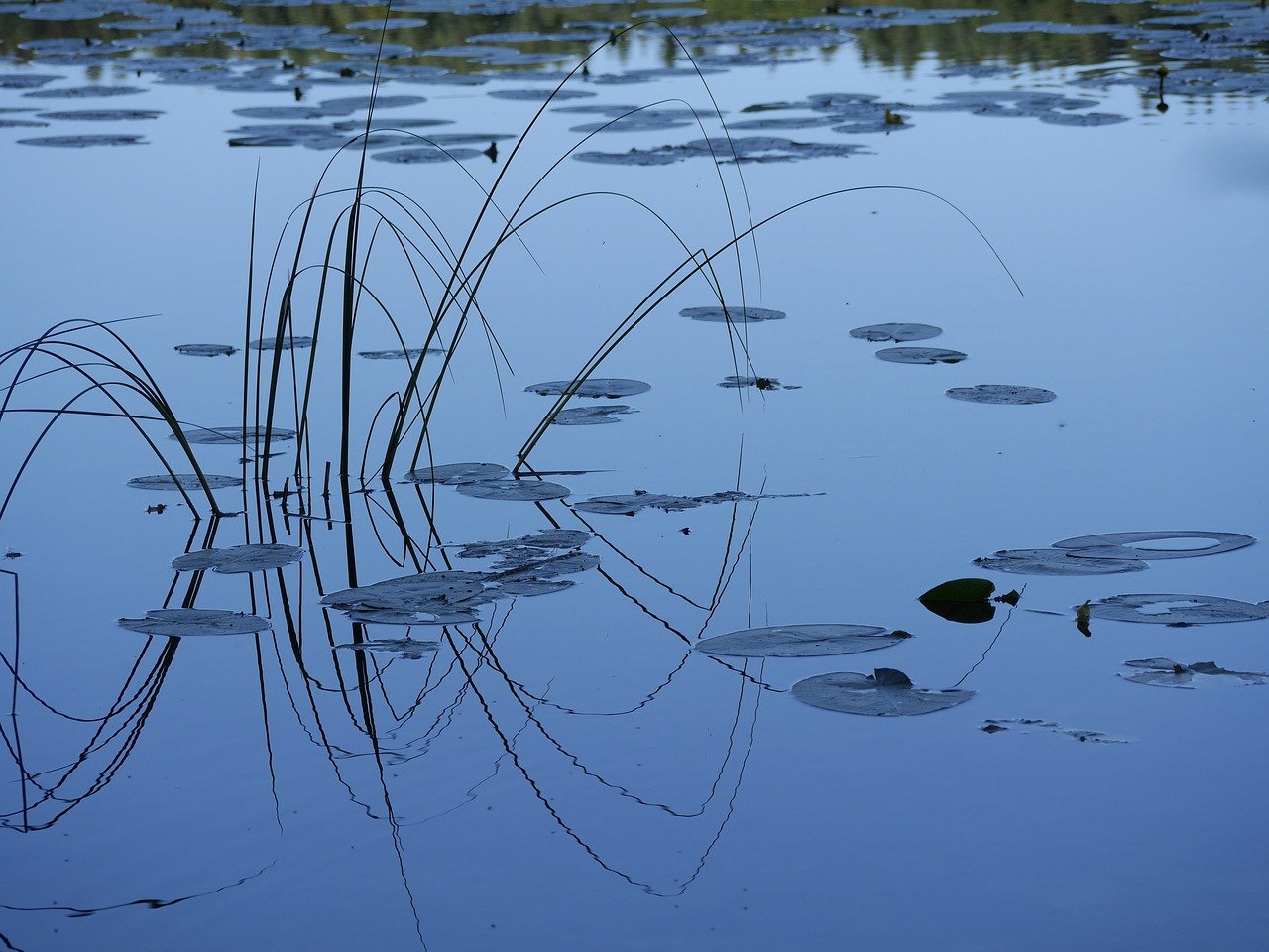 lily pads, lake, types of fishing