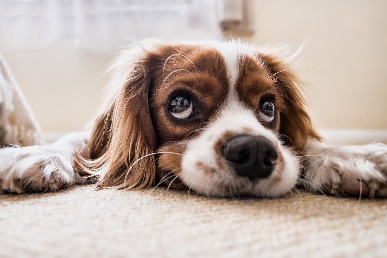 Getting a Dog – 10 Practical Things to Know First