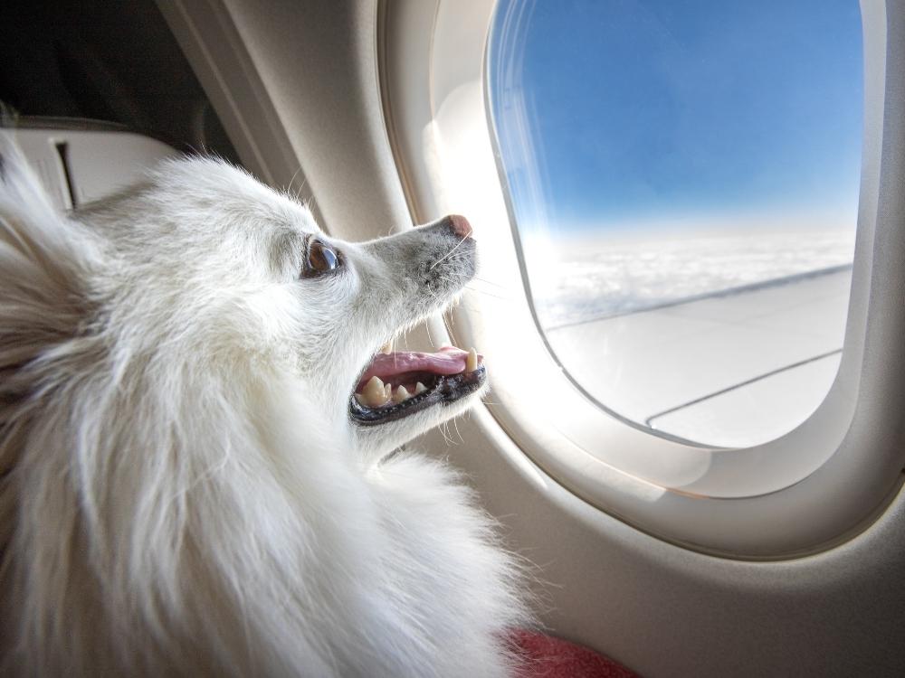 flying with a dog