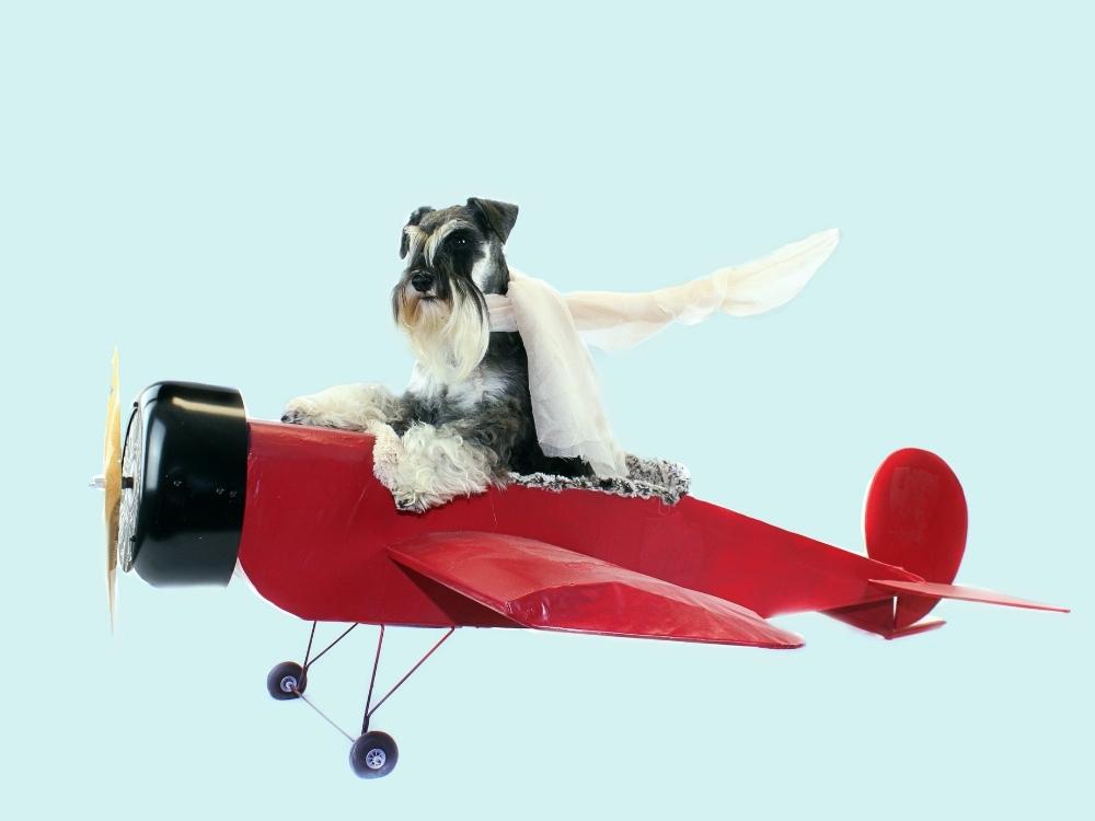 5 Practical Tips for Flying with a Dog