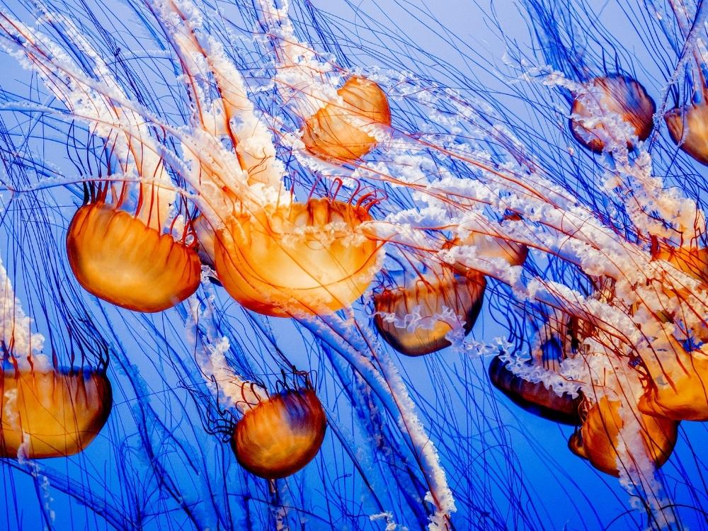 Jellyfish, US tourist Attractions