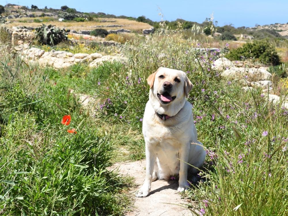 Labrador Retriever, travel friendly dog breeds