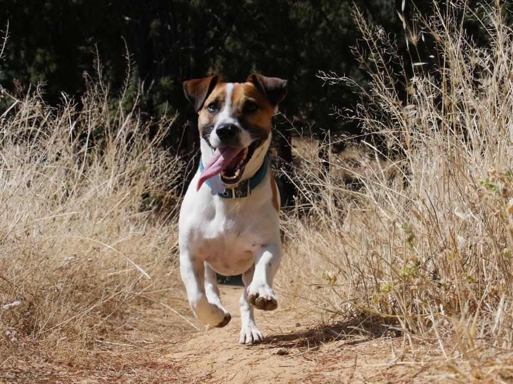 jack russell, travel friendly dog breeds