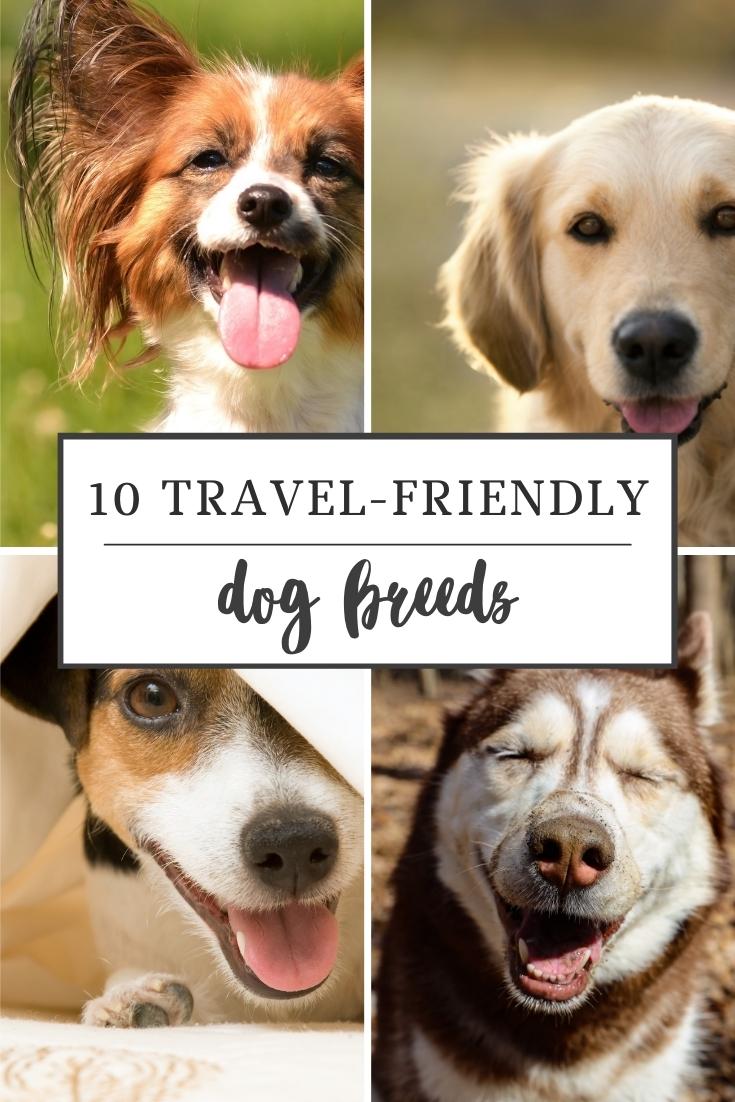 travel friendly dog breeds