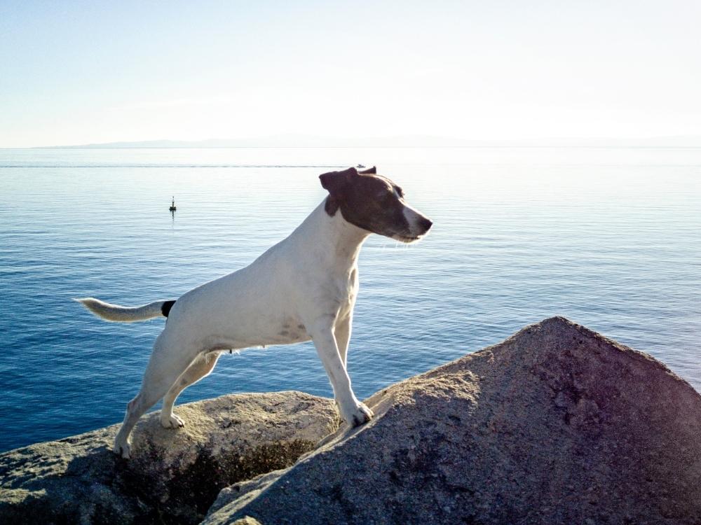 Jack Russell, travel friendly dog breeds