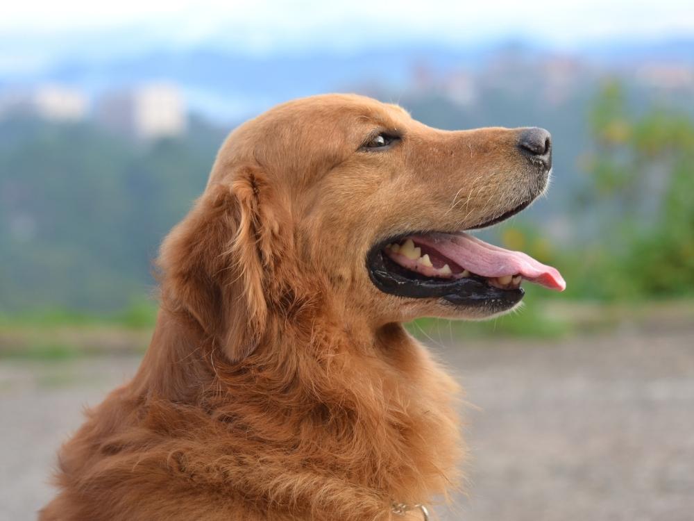 Golden Retriever, travel friendly dog breeds 