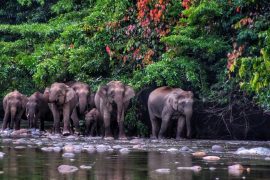 elephants, animal lover, travel destinations