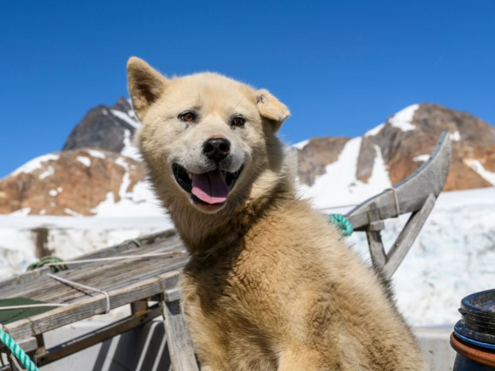 sled dogs, dogs, greenland, travel destinations, animal lover