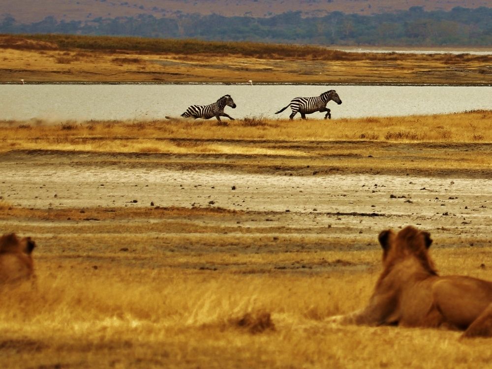 zebras, lions, tanzania, travel destinations, animal lovers