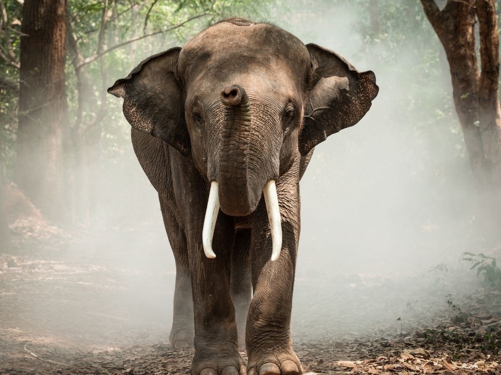 thailand, elephants, travel destinations, animal lovers