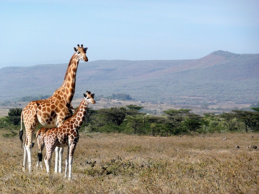 kenya, giraffes, animal lover, travel destinations