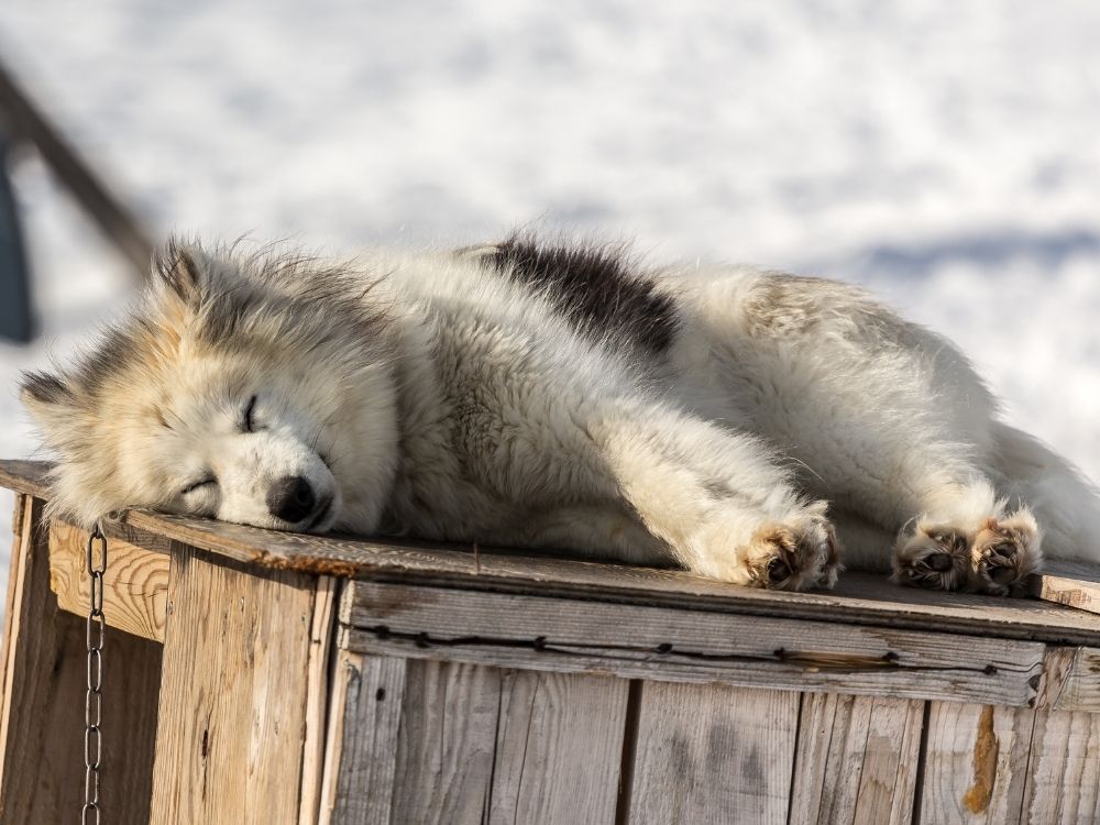 greenland, sled dogs, animal lovers, travel destinations