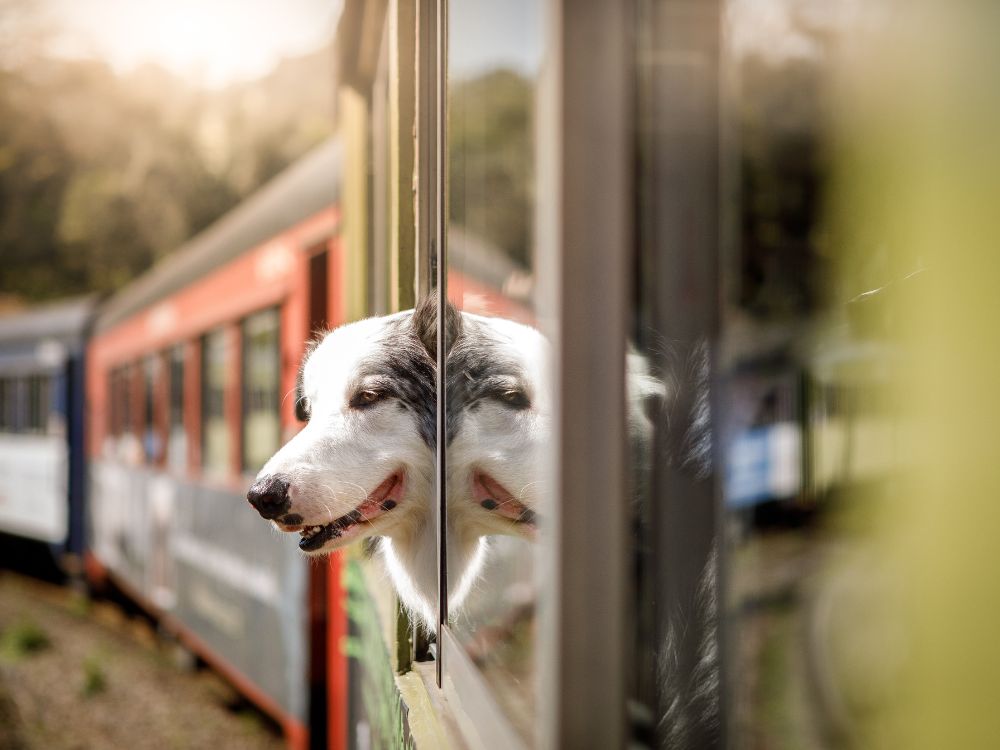 traveling with pets, train