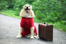 6 Things You Should Know Before Traveling With Your Pet By Train